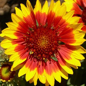 Inspiration from Nature